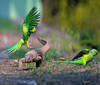 bhartapur bird sanctuary