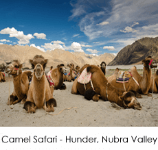 camel-safari-1