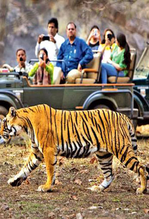 Wildlife Sanctuary in India