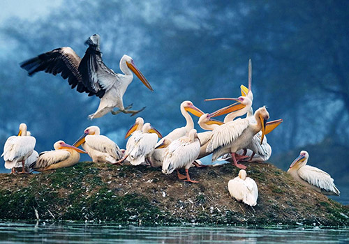 Keoladeo Ghana ( Bharatpur ) National Park
