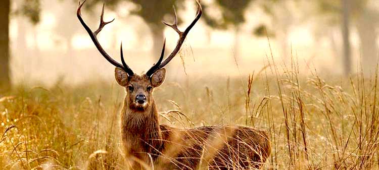 Kanha National park