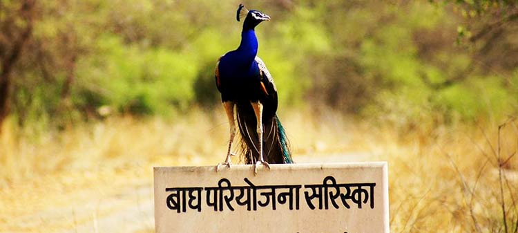 Sariska National Park