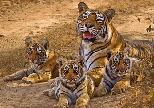 Sariska National Park