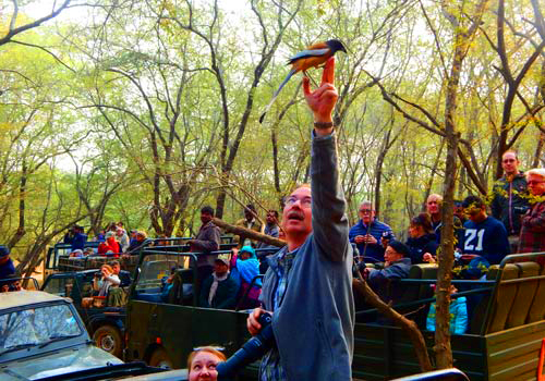 Jungle Safari in Keoladeo ghana National park