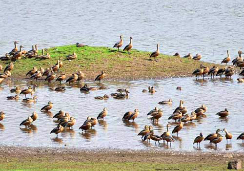 Bird watching view