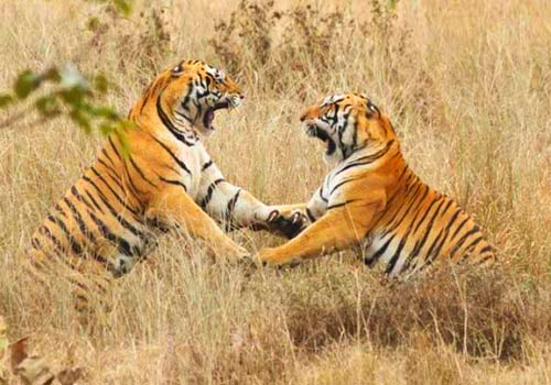 Tigers in Kanha National Park